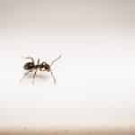 Comment se débarrasser des fourmis : le guide des solutions efficaces Se débarrasser des fourmis : les méthodes qui marchent vraiment