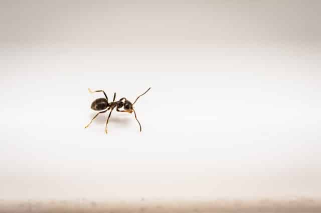Se débarrasser des fourmis : les méthodes qui marchent vraiment