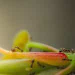 Trouver un nid de fourmis dans la maison : le guide complet Trouver un nid de fourmis dans la maison
