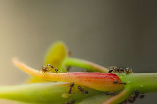 Trouver un nid de fourmis dans la maison