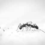 Qu'est-ce qui attire les fourmis dans la maison ? Causes et solutions Qu'est-ce qui attire les fourmis dans la maison ?