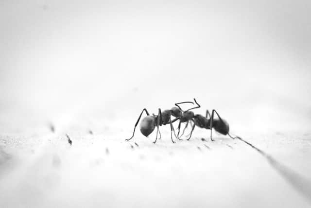 Qu'est-ce qui attire les fourmis dans la maison ?